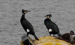 IMG_2619b_Cormorant