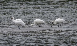 Spoonbills off Rat Island